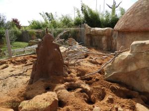 Suricate