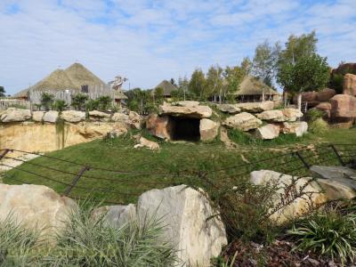 Lion d'Afrique - 2017