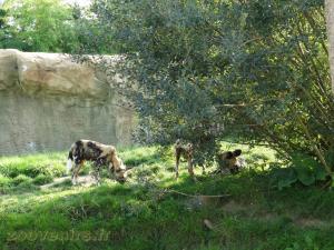Lycaon