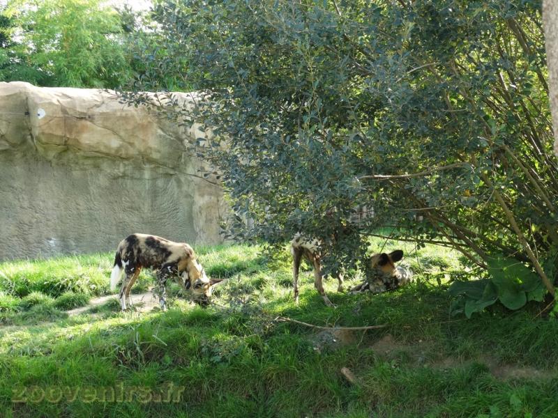 Lycaon