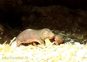 Rat-taupe nu