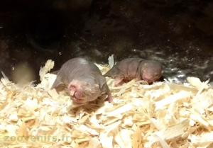 Rat-taupe nu