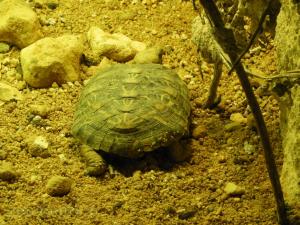 Tortue crèpe