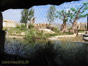 Lion d'Afrique
