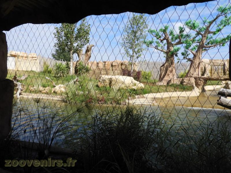 Lion d'Afrique