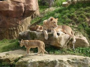 Lion d'Afrique