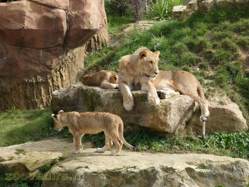 Lion d'Afrique