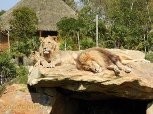 Lion d'Afrique