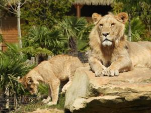 Lion d'Afrique
