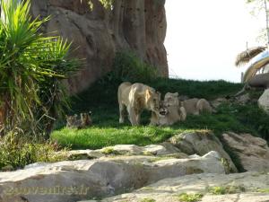 Lion d'Afrique