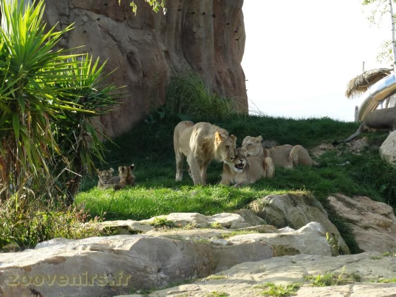 Lion d'Afrique