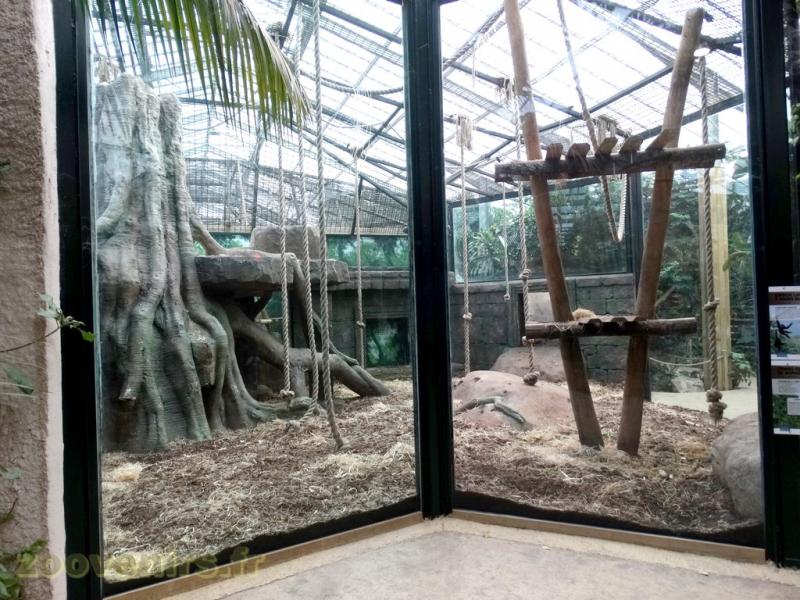 Orang-outang