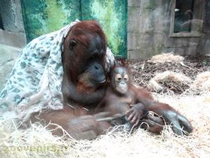 Orang-outang