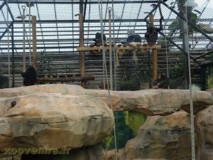 Chimpanzé