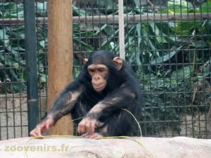 Chimpanzé