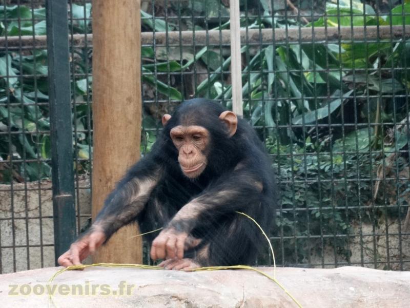 Chimpanzé