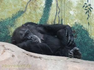 Chimpanzé