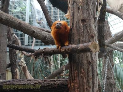 Tamarin lion doré