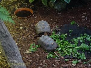 Tortue charbonnière à pattes rouges