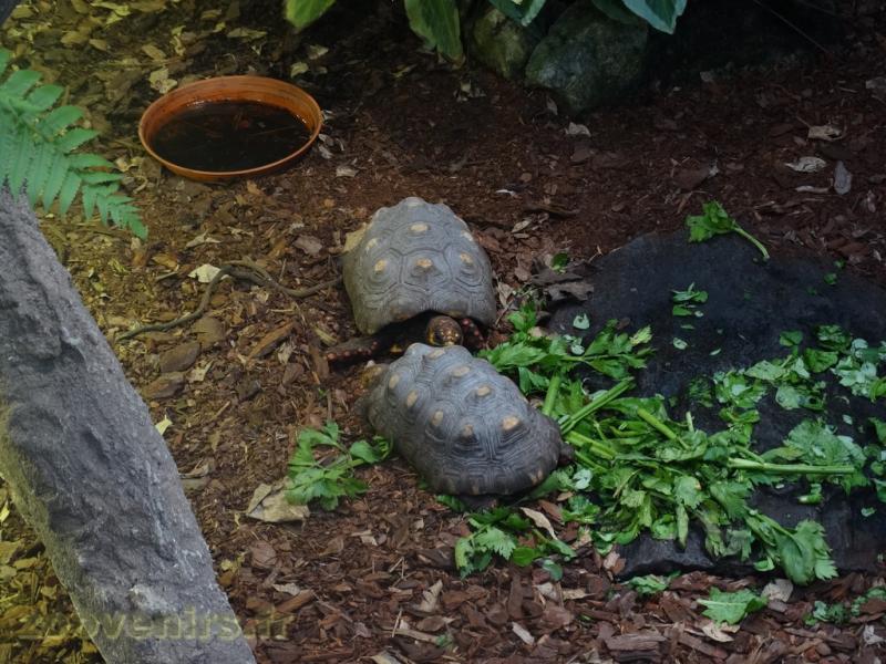 Tortue charbonnière à pattes rouges
