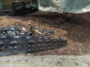 Boa de Madagascar