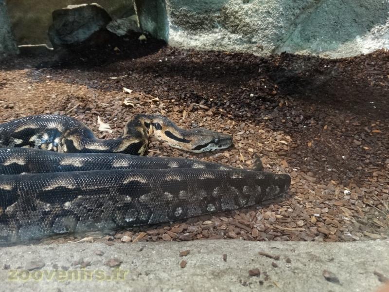 Boa de Madagascar