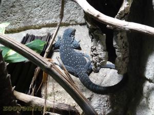 Varan bleu