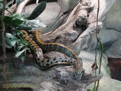 Serpent ratier de Taiwan