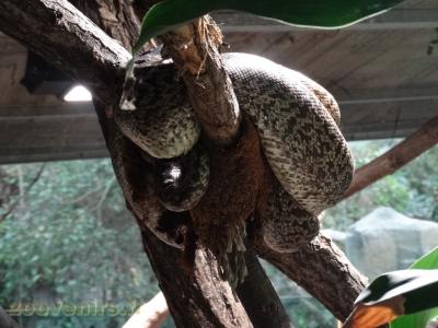 Python molure granité