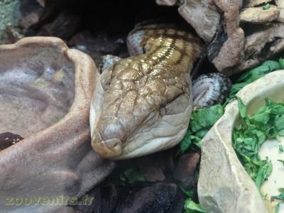 Scinque à langue bleu