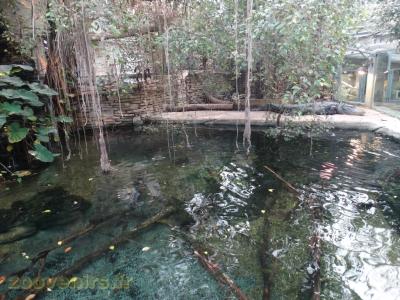 Alligator du Mississippi