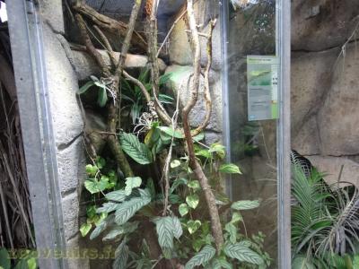 Dragon géant de forêt