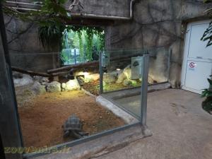 Tortue radiée