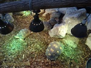Tortue radiée