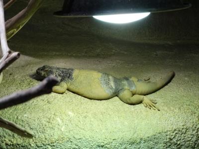 Chuckwalla