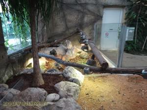 Tortue radiée