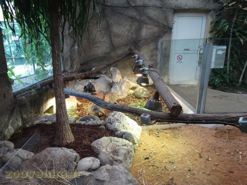Tortue radiée