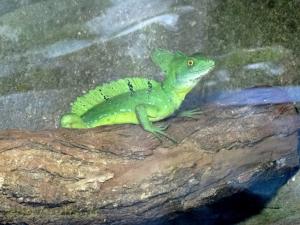 Basilic vert