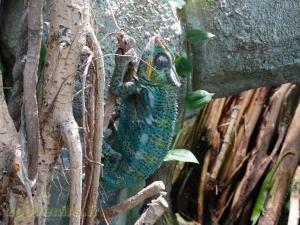 Caméléon panthère - Gecko géant de Madagascar
