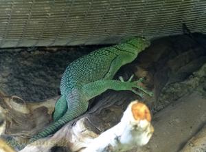 Varan émeraude