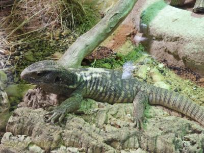 Varan des savanes - 2017