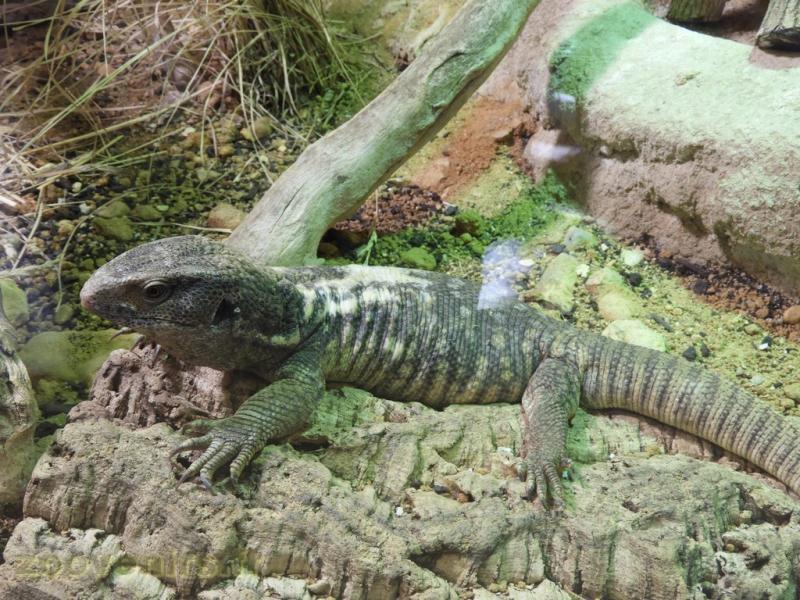 Varan des savanes