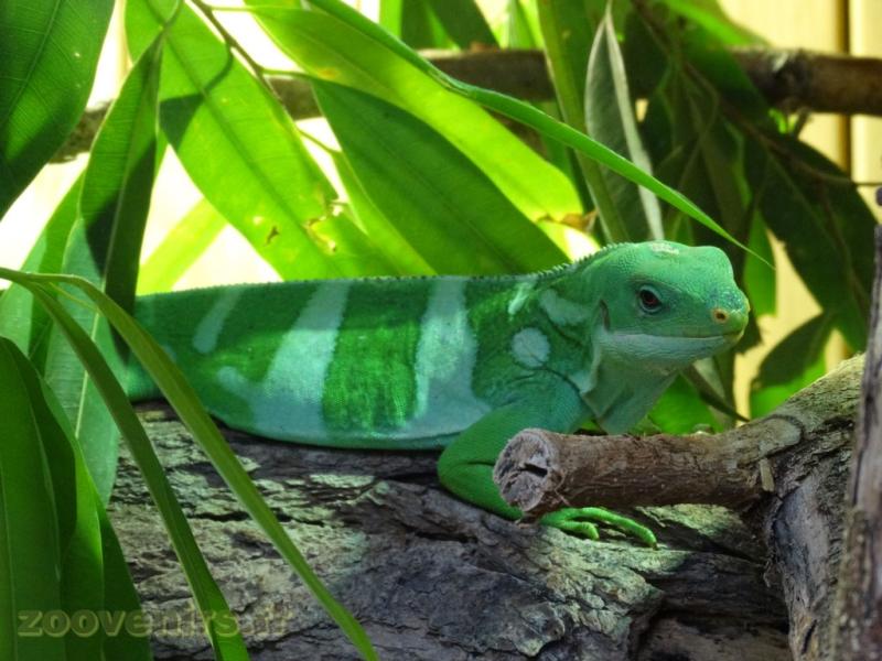 Iguane des Iles Fidji