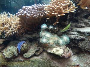 Aquarium récifal