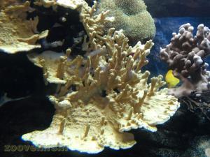 Aquarium récifal