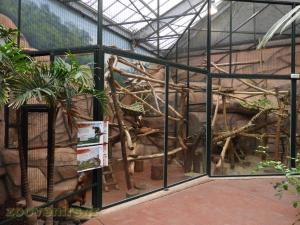 Dendrolague de Goodfellow