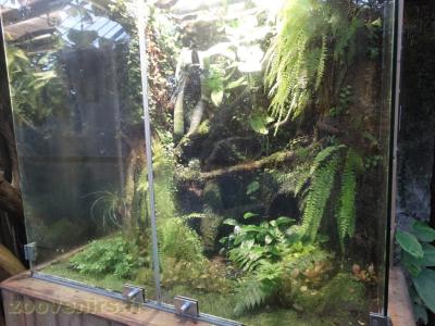 Dendrobate d'Anthony - Boa des jardins