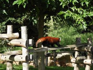 Panda roux