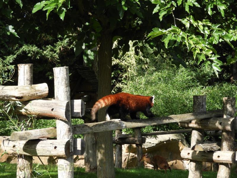 Panda roux