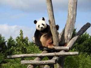 Grand panda